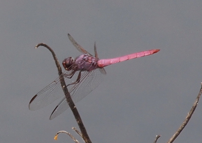 [A side view of a male holding onto a vertical stem while its body is horizontal. Its wings are held forward so one sees the thorax through the clear wings.]